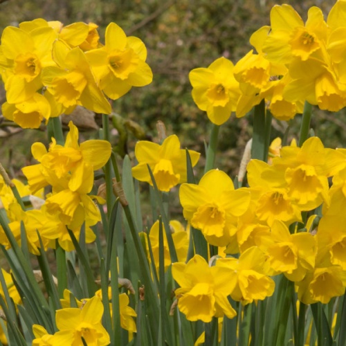 Mini Daffodil Bulbs - Quail
